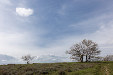 Some plants and tree below a blue sky with an isolated cloud