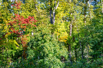 Thick bright autumn foliage on the trees. Background. Close-up. Space for text.