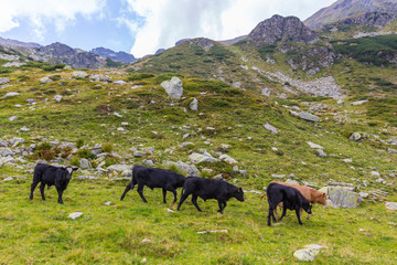 Cows grazing ona mountain, organic, pasture