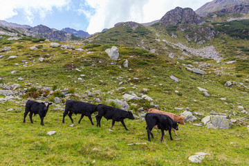 Cows grazing ona mountain, organic, pasture