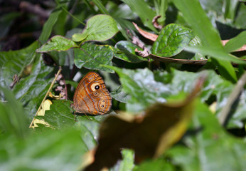 Butterfly on a forest floor in Hantana, Sri Lanka