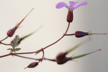 branch of orchid on white background