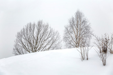 Bare trees in cloudy weather in a winter landscape. Minimalism. Space for text.