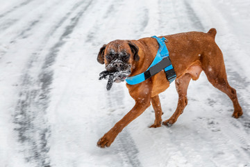 The dog is playing in the winter park. With a glove in his teeth.