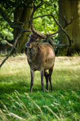 Deer in Windsor Deer Park