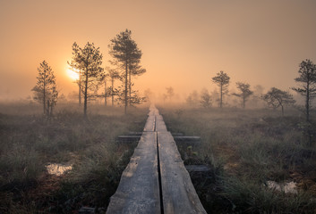 Scenic view from swamp with wooden path at autumn morning in Torronsuo National park, Finland - 275592029