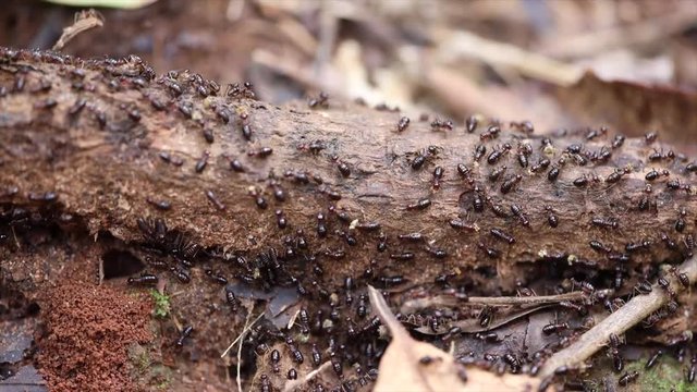 Ants swarm along trails on a log in the jungle