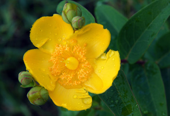 Flowers of Hypericum hookerianum