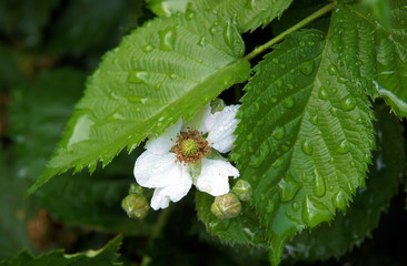 Blackberry flowers (Rubus fruticosus) in early spring