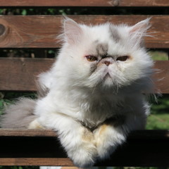 white persercater looks head-on at the camera on a wooden chair in the garden