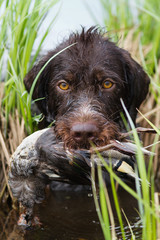 the dog carries the duck in its teeth through the sedge thickets