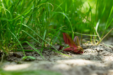 Elephant Hawk-moth, Deilephila elpenor is a moth from the Sphingdae family, close up. Green and pink nightwear, butterfly