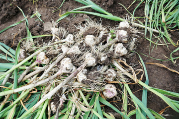 harvesting organic garlic plantation in the vegetable garden