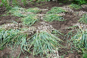 harvesting organic garlic plantation in the vegetable garden