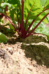 young tuber of beetroot growing in the garden
