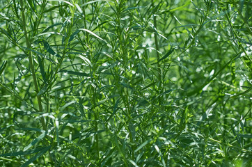 Fototapeta premium solid green background tarragon branches
