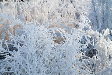 landscape with frosted trees and heavy snow in winter park as in fairy tales