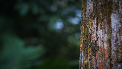 Fototapeta premium Tree trunk close up, bark texture
