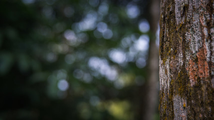 Obraz premium Tree trunk close up, bark texture