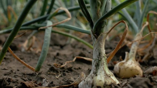 Young growing onion harvest in the garden.Young onion with green feathers in the ground. 4k. 4k video