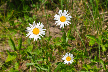 Obraz premium daisies in grass