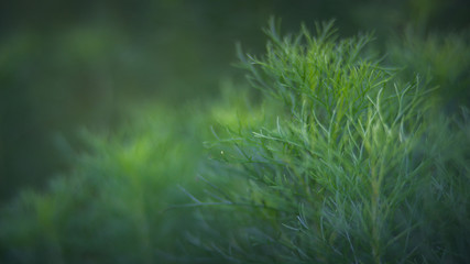 The close-up of fresh sweet grass in the morning.