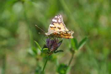 butterfly on flower of clover