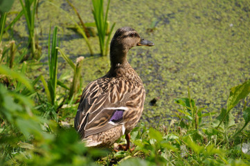 duck on a bank of pond