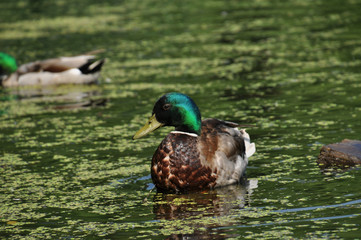 Male mallard swimming in pond