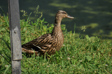 duck on grass
