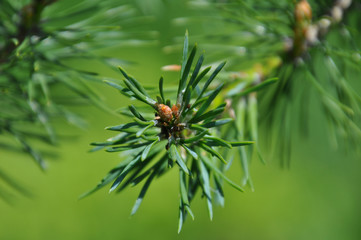 Pine needles close-up