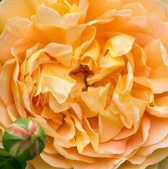Blooming yellow rose in the garden on a sunny day. David Austin Rose Golden Celebration