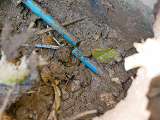 Leaked underground PVC, polyvinyl chloride, water pipe, caused / pushed broken by big tree root,...