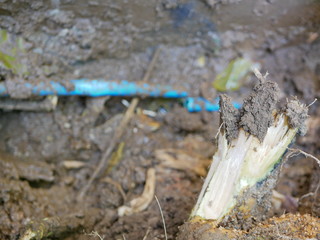 Tree root was dug out from the ground, as it caused / pushed underfround PVC, polyvinyl chloride, water pipe broken