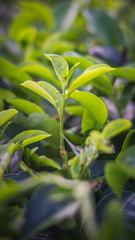 Fototapeta premium Green tea bud and fresh leaves. Close up tea leaves - plantations fields in Nuwara Eliya, Sri Lanka