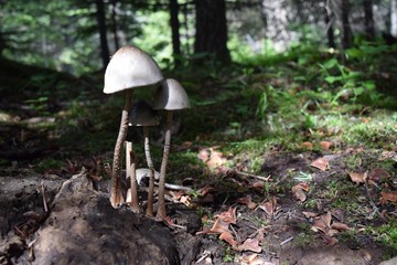 Psychedelic Mushrooms