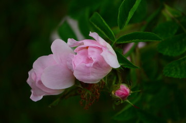 Obraz premium tender pink rosehip flowers on a branch in the forest