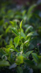 Green tea bud and fresh leaves. Close up tea leaves - plantations fields in Nuwara Eliya, Sri Lanka