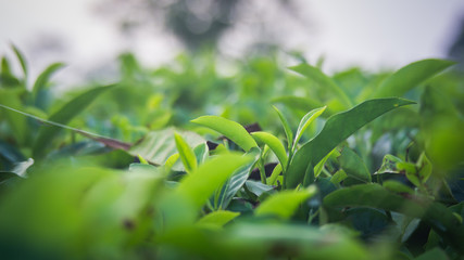 Green tea bud and fresh leaves. Close up tea leaves - plantations fields in Nuwara Eliya, Sri Lanka