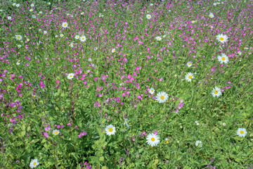 Varied wild flowers in the field in closeup.