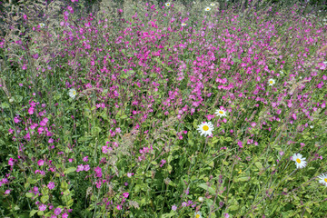 Varied wild flowers in the field in closeup.