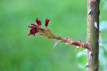 Fresh small dark red leaves growing from single rose stem in local urban garden on warm sunny spring day