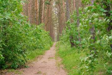 Trail in the pine forest. Beautiful view in the pine forest.