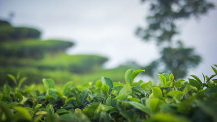 Green tea bud and fresh leaves. Close up tea leaves - plantations fields in Nuwara Eliya, Sri Lanka