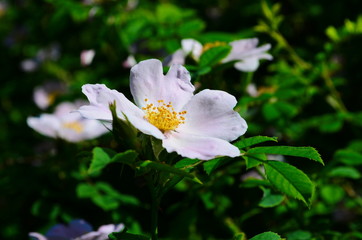 tender pink rosehip flowers on a branch in the forest