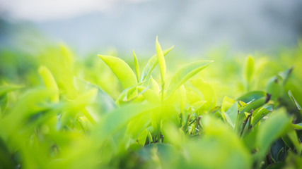 Green tea bud and fresh leaves. Close up tea leaves - plantations fields in Nuwara Eliya, Sri Lanka