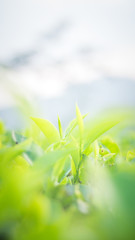 Green tea bud and fresh leaves. Close up tea leaves - plantations fields in Nuwara Eliya, Sri Lanka