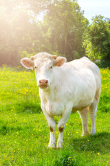 White Cow at the Green Meadow