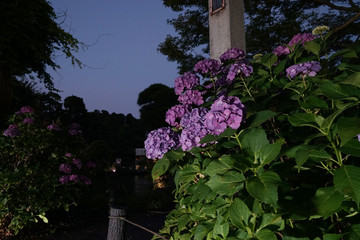 紫陽花ライトアップ