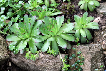 Houseleek or Sempervivum or Liveforever or Hen and chicks succulent perennial plants composed of tufted leaves in rosettes planted between rocks in local urban garden on warm rainy spring day